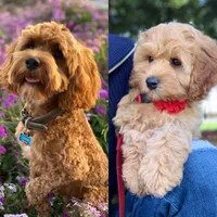 processed/d535bce9-8ef9-413a-9c5b-18a7ff7c455e/listing/a25b03c4-163f-4058-9829-46713ea9db9c/681812cb-5596-4db9-a0f9-425e5ee0ef18