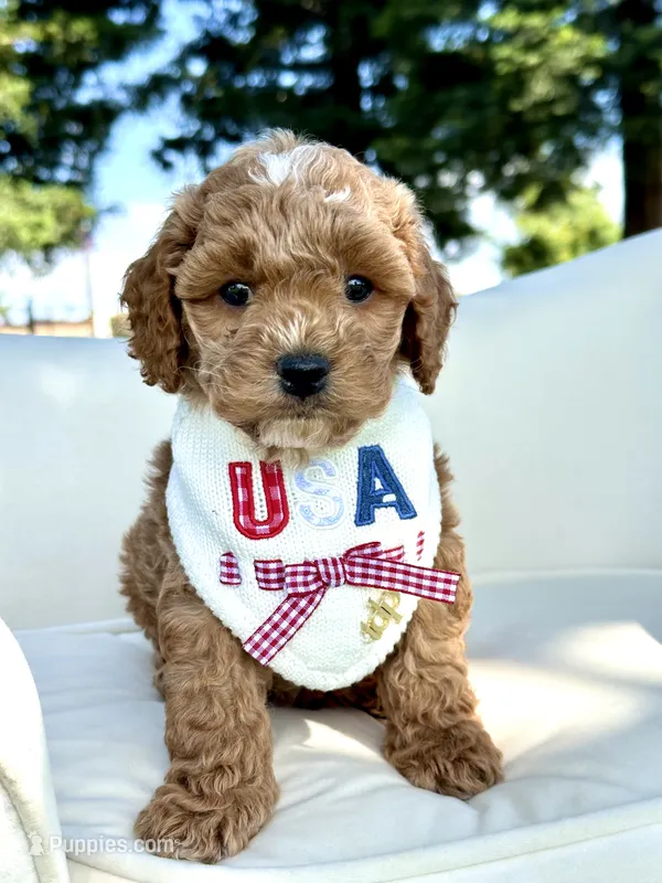 Yankee – Cockapoo puppy for sale in Wilton, CA