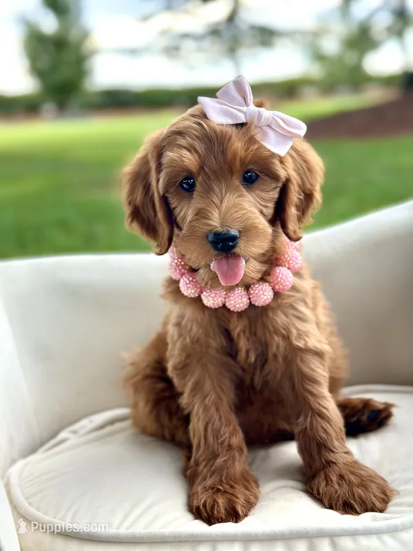 Oakley – Miniature Goldendoodle puppy for sale in Wilton, CA