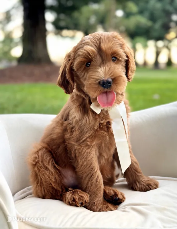 Armani – Miniature Goldendoodle puppy for sale in Wilton, CA