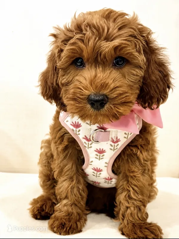 Laguna – Miniature Goldendoodle puppy for sale in Wilton, CA