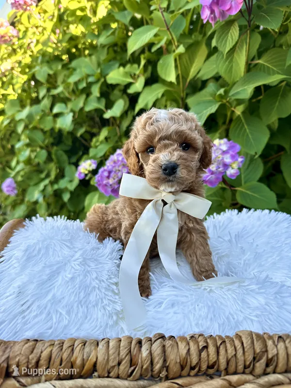 Yankee – Cockapoo puppy for sale in Wilton, CA