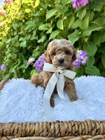 Yankee, a male Cockapoo for sale in Wilton, CA – 1 of 1