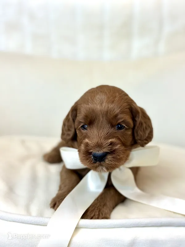 Gucci – Miniature Goldendoodle puppy for sale in Wilton, CA