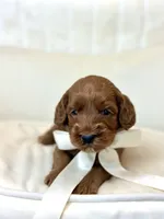 Gucci, a male Miniature Goldendoodle for sale in Wilton, CA – 1 of 1