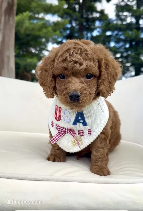 Rocket – Cockapoo puppy for sale in Wilton, CA