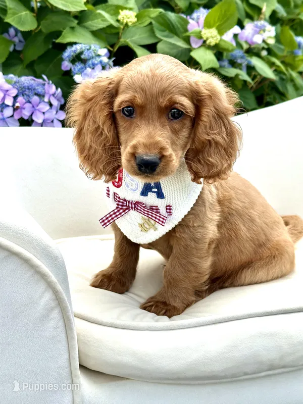 Cooper – Cockapoo puppy for sale in Wilton, CA