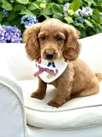 Cooper, a male Cockapoo for sale in Wilton, CA – 1 of 1