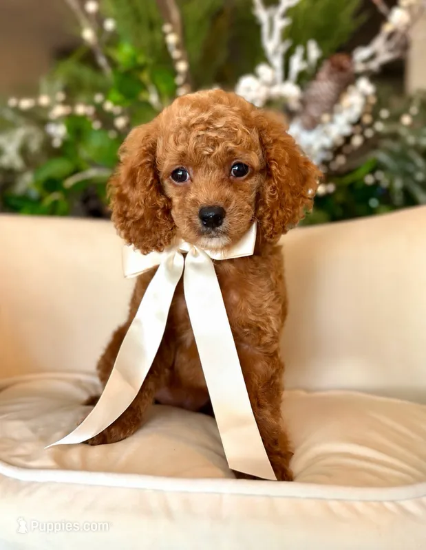 Honey – Cockapoo puppy for sale in Wilton, CA