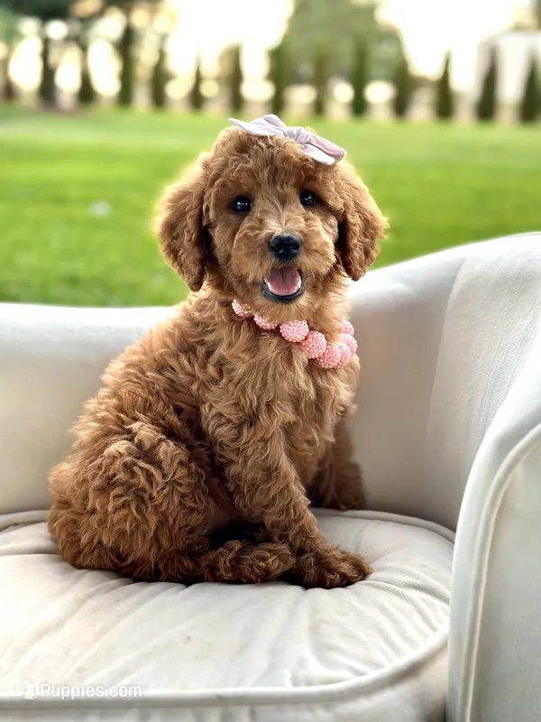Prada – Miniature Goldendoodle puppy for sale in Wilton, CA