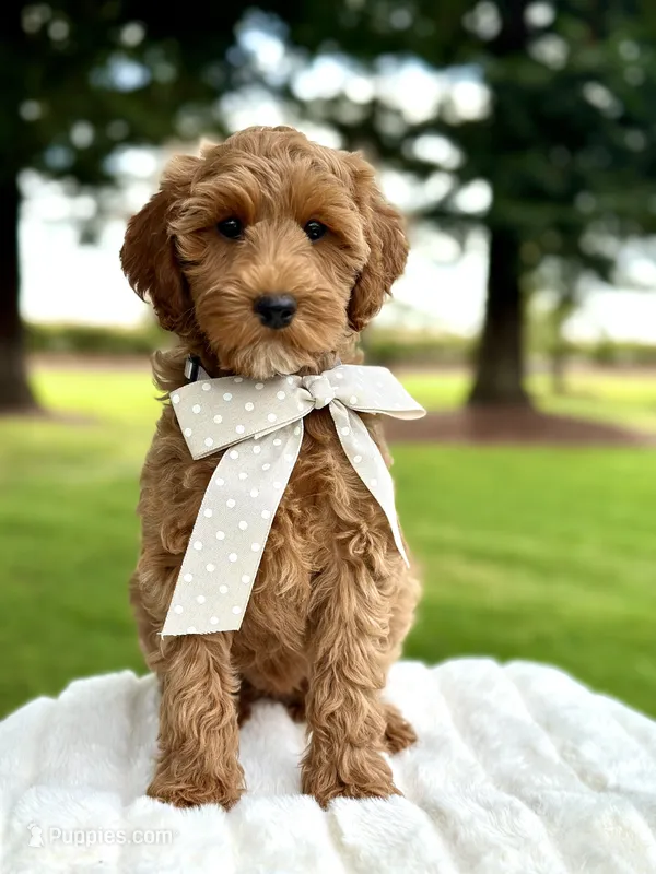 Bella – Miniature Goldendoodle puppy for sale in Wilton, CA