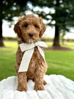 Bella, a female Miniature Goldendoodle for sale in Wilton, CA – 1 of 3