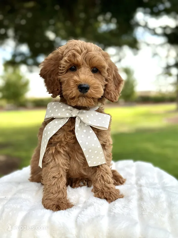 Teddy – Miniature Goldendoodle puppy for sale in Wilton, CA