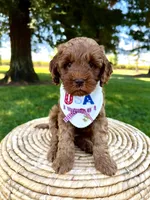Sierra, a female Miniature Goldendoodle for sale in Wilton, CA – 3 of 5