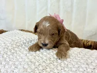 Dolly, a female Cavapoo for sale in Wilton, CA – 1 of 1