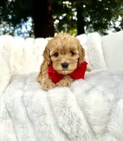 processed/d535bce9-8ef9-413a-9c5b-18a7ff7c455e/listing/d40e76a9-f1b0-4dad-a899-8ec882b43f89/2ae2c852-116c-4a29-9d60-5b6e16d066f7