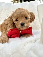 processed/d535bce9-8ef9-413a-9c5b-18a7ff7c455e/listing/d40e76a9-f1b0-4dad-a899-8ec882b43f89/add24dc0-dfa6-457c-8338-fb0c57489867