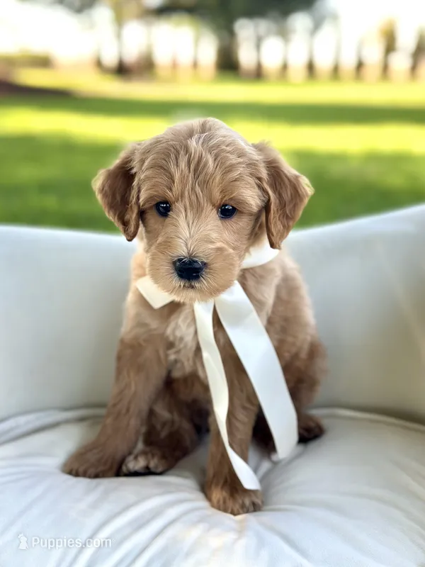 Bentley – Miniature Goldendoodle puppy for sale in Wilton, CA