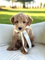 Bentley, a male Miniature Goldendoodle for sale in Wilton, CA – 1 of 1
