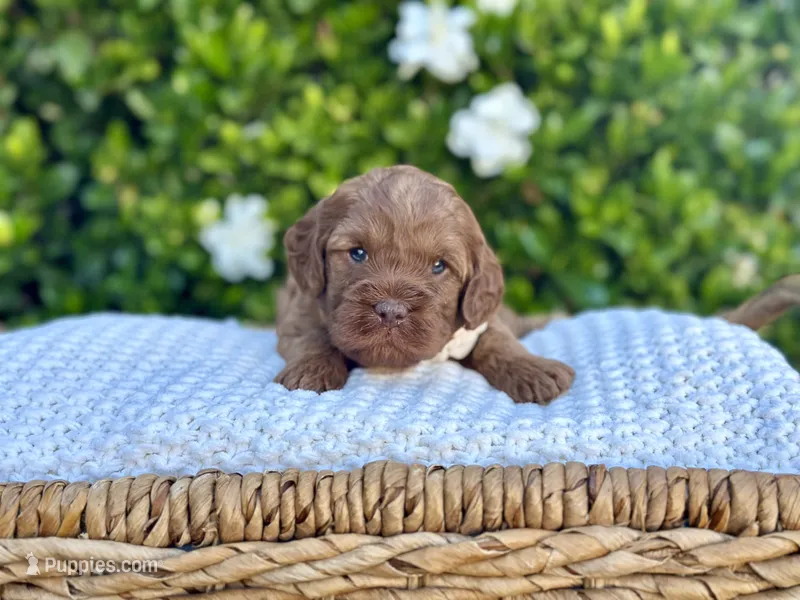 Sierra – Miniature Goldendoodle puppy for sale in Wilton, CA