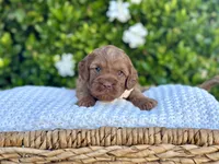 Sierra, a female Miniature Goldendoodle for sale in Wilton, CA – 1 of 2