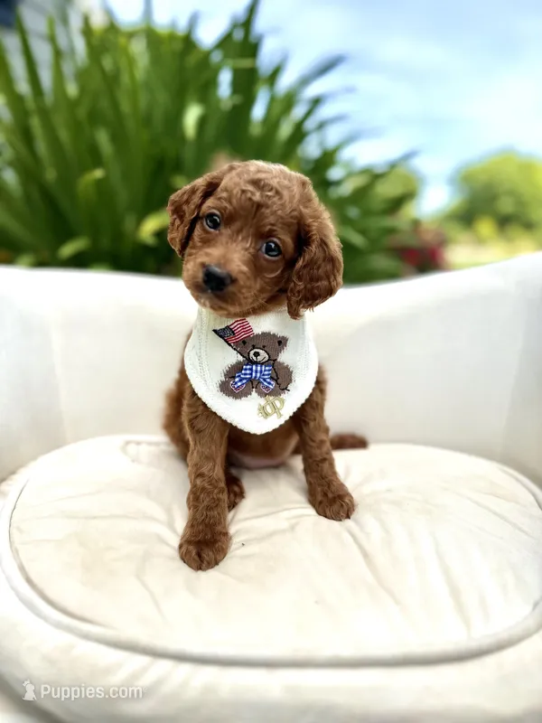 Chanel – Cockapoo puppy for sale in Wilton, CA