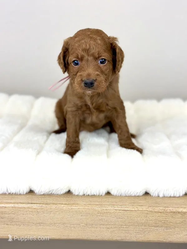 Chanel – Cockapoo puppy for sale in Wilton, CA