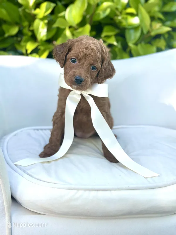 Chanel – Cockapoo puppy for sale in Wilton, CA