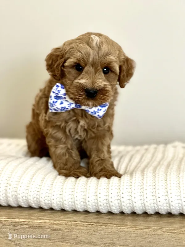Whiskey – Cavapoo puppy for sale in Wilton, CA