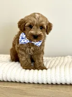 Whiskey, a male Cavapoo for sale in Wilton, CA – Photo 1 of 2