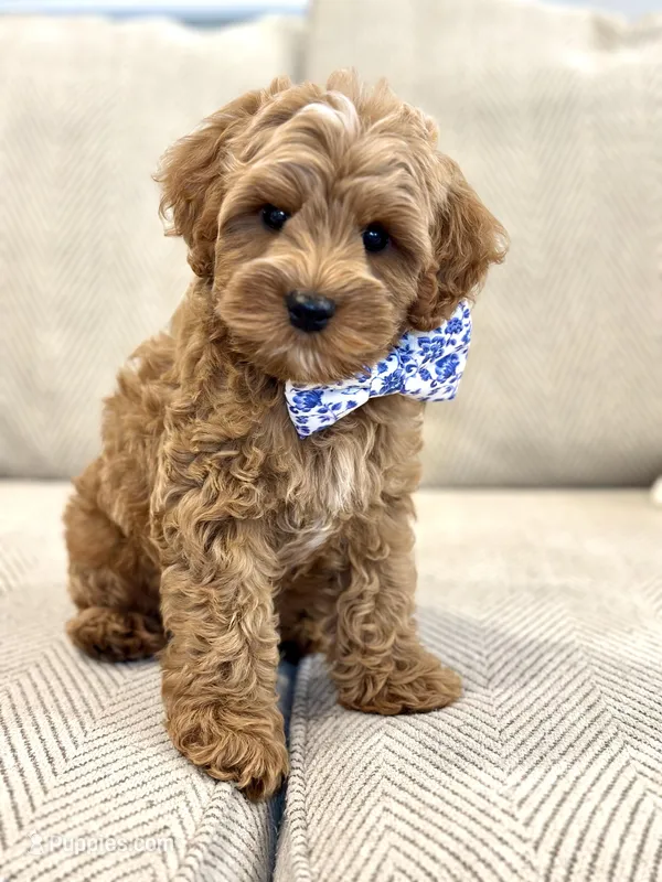 Whiskey – Cavapoo puppy for sale in Wilton, CA