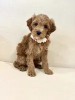 Dolly, a female Cavapoo for sale in Wilton, CA – 2 of 4