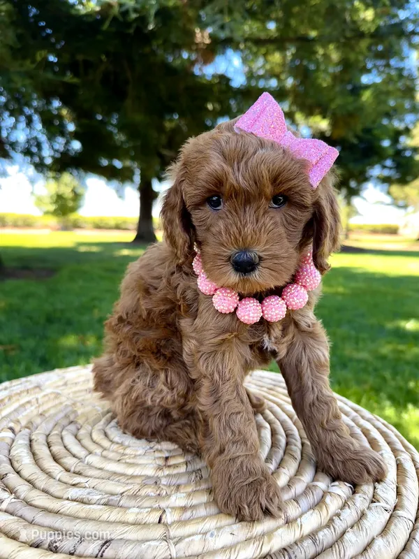 Laguna – Miniature Goldendoodle puppy for sale in Wilton, CA