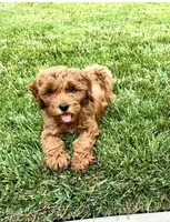 Laguna, a female Miniature Goldendoodle for sale in Wilton, CA – 2 of 5