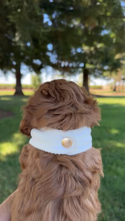 Laguna, a female Miniature Goldendoodle for sale in Wilton, CA – 5 of 5