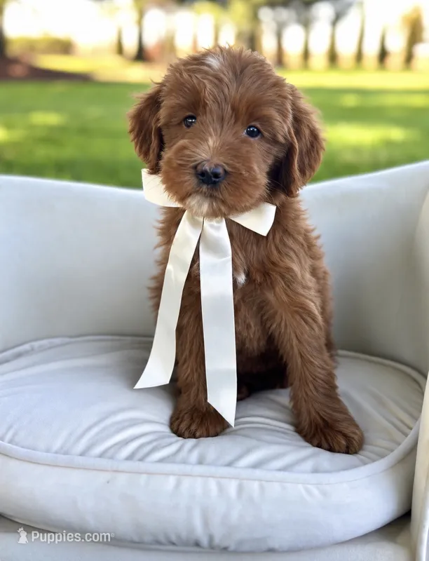 Armani – Miniature Goldendoodle puppy for sale in Wilton, CA