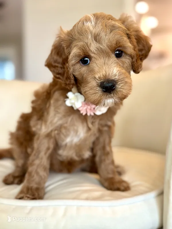 Dolly – Cavapoo puppy for sale in Wilton, CA