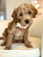 Dolly, a female Cavapoo for sale in Wilton, CA – 1 of 4