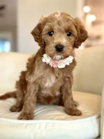 Dolly, a female Cavapoo for sale in Wilton, CA – 3 of 4