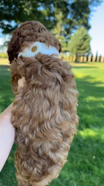 Sierra, a female Miniature Goldendoodle for sale in Wilton, CA – 2 of 5