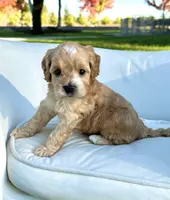 processed/d535bce9-8ef9-413a-9c5b-18a7ff7c455e/listing/ffdcc0ce-cb5a-4627-b498-8dc669ff1b0a/e6cedc51-ea8d-45aa-8a66-e285f5293b75