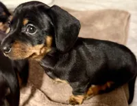 Lola, a female Miniature Dachshund for sale in Madison, AL – Photo 2 of 4