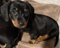 Lola, a female Miniature Dachshund for sale in Madison, AL – Photo 1 of 4