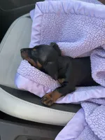 Lola, a female Miniature Dachshund for sale in Madison, AL – Photo 3 of 4