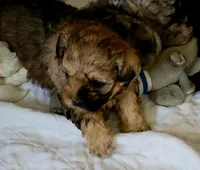 Handsome , a male Shihpoo for sale in Maple Park, IL – 2 of 4