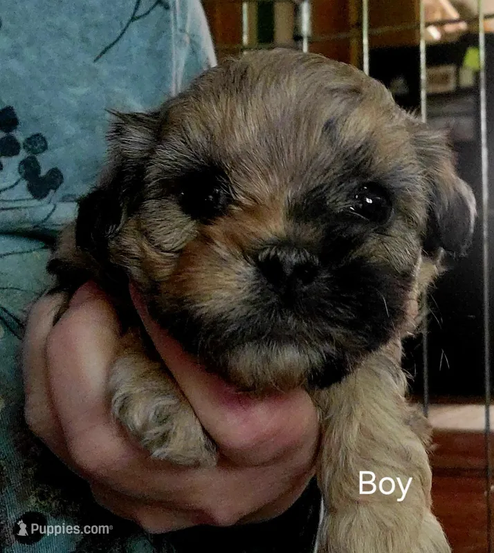 Handsome  – Shihpoo puppy for sale in Maple Park, IL