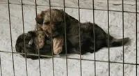 Handsome , a male Shihpoo for sale in Maple Park, IL – 3 of 4