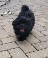 Ebony, a female Shihpoo for sale in Maple Park, IL – 3 of 4
