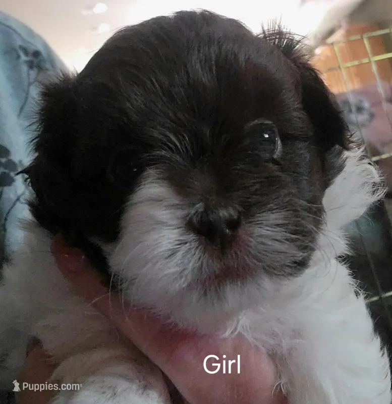 Peanut  – Shihpoo puppy for sale in Maple Park, IL