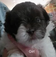 Peanut , a female Shihpoo for sale in Maple Park, IL – Photo 1 of 4